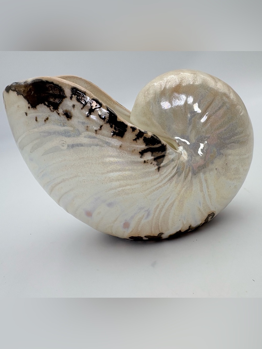 Vintage Pearlized Nautilus Shell Small Planter